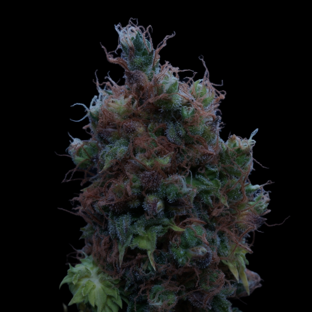 Fastberry Bastard photoperiod regular plant. Doctor's Choice x mutantfarmer lineup
