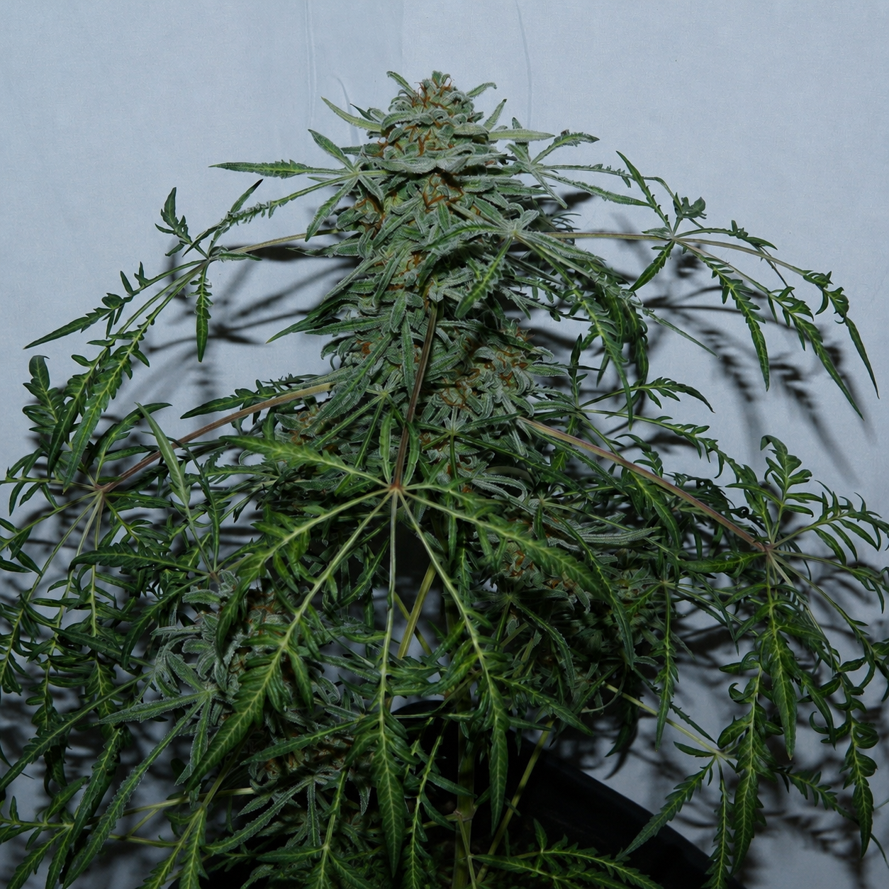 Freakshow: sativa profile, up to 20% THC, pine-and-citrus aroma