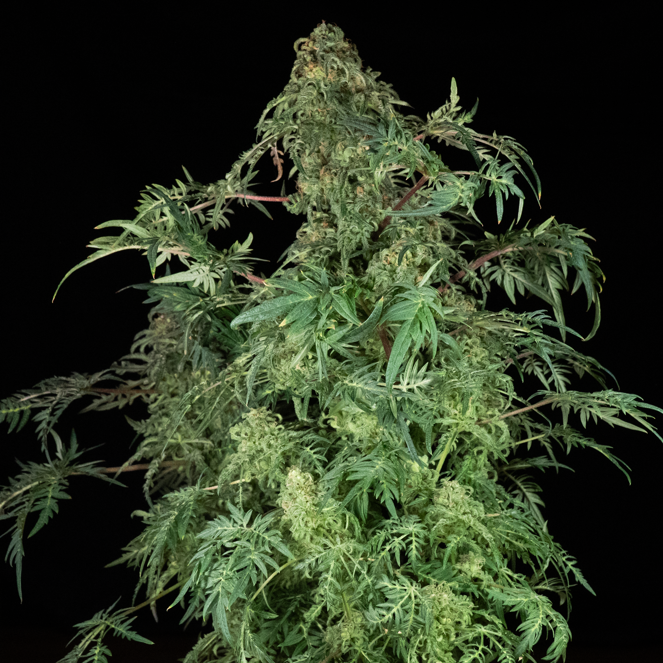 Freaky Dankenstain plant with fern-leafs