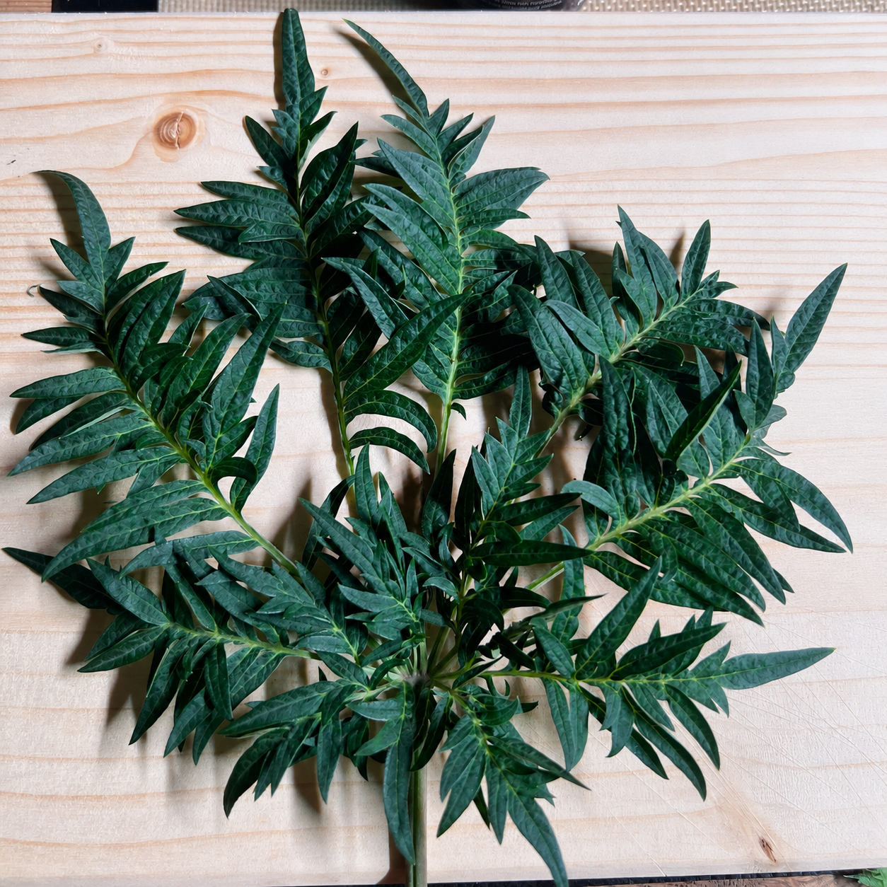 The classic structure of the mutant leaf - arrow and pinnate