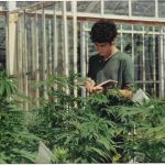 Sasha the Joint Doctor with autoflowering plants