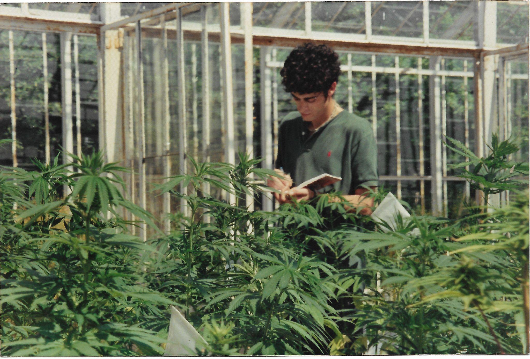 Autoflowering cannabis plant