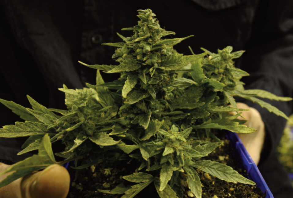 A micro Lowryder 1 phenotype