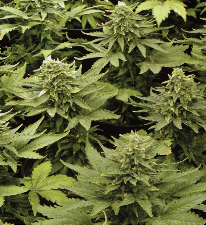 Lowryder 2 seed crop