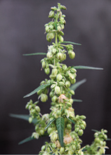 Lowryder male plant