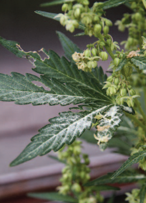 Lowryder male plant releasing pollen