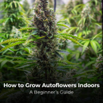 How to Grow Autoflowers Indoors