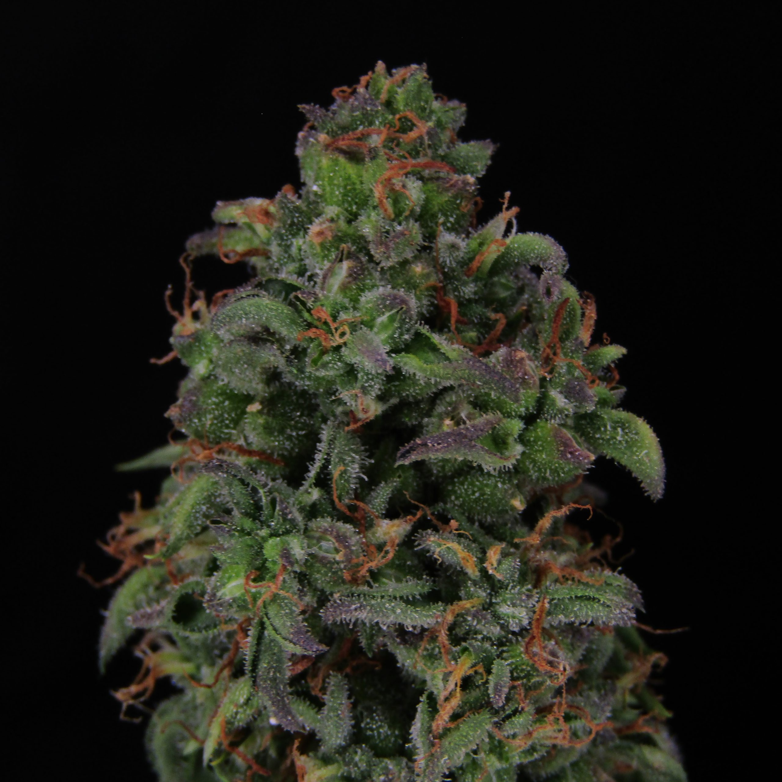Bastard Ryder flower showing dense buds and trichome coverage