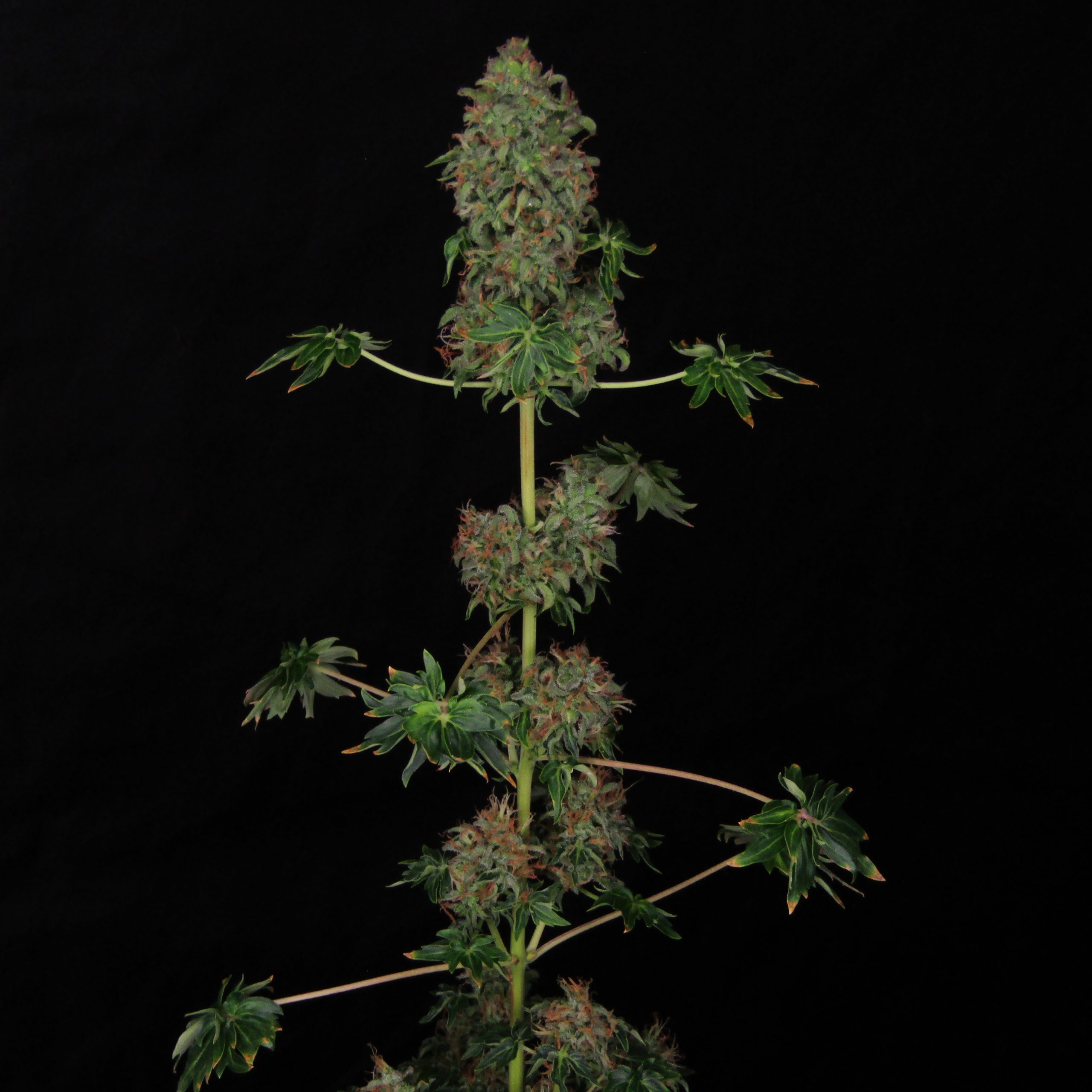 Complete Bastard Ryder autoflower with compact shrub-like structure