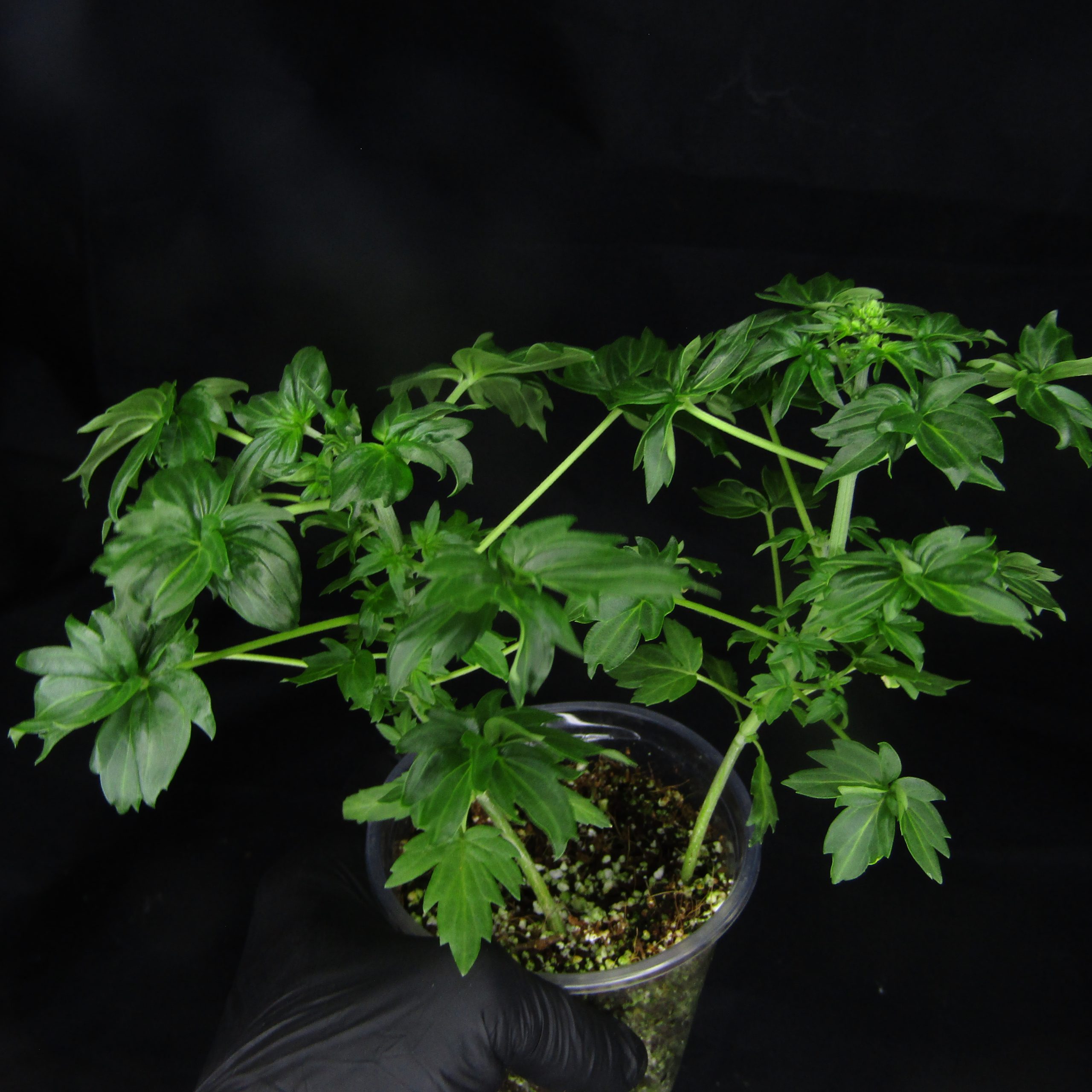 Bastard Ryder leaves showing the Australian Bastard Cannabis phenotype