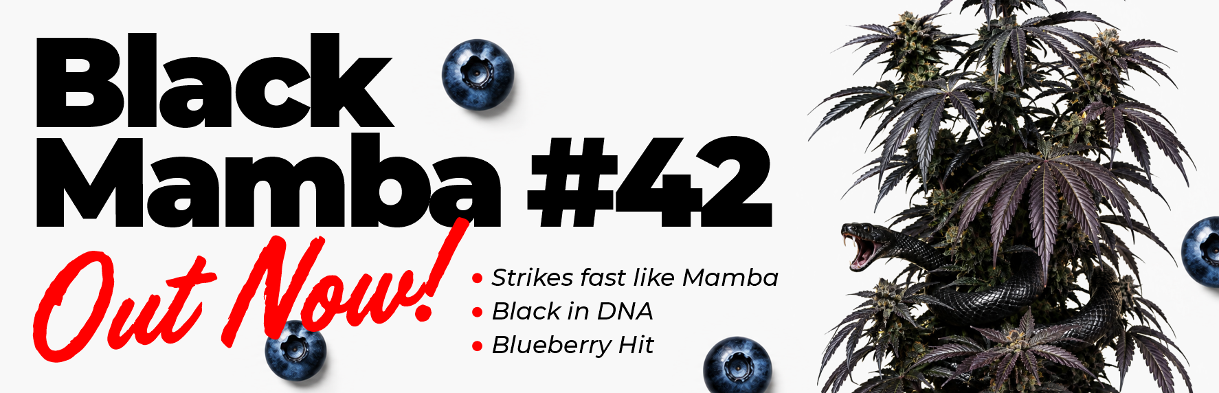 Black Mamba #42 - cannabis strain black in DNA