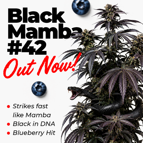 Black Mamba #42 - cannabis strain black in DNA