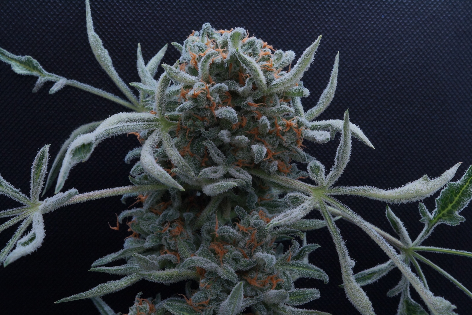 Freaky Ryder flower with dense rounded buds and visible trichomes