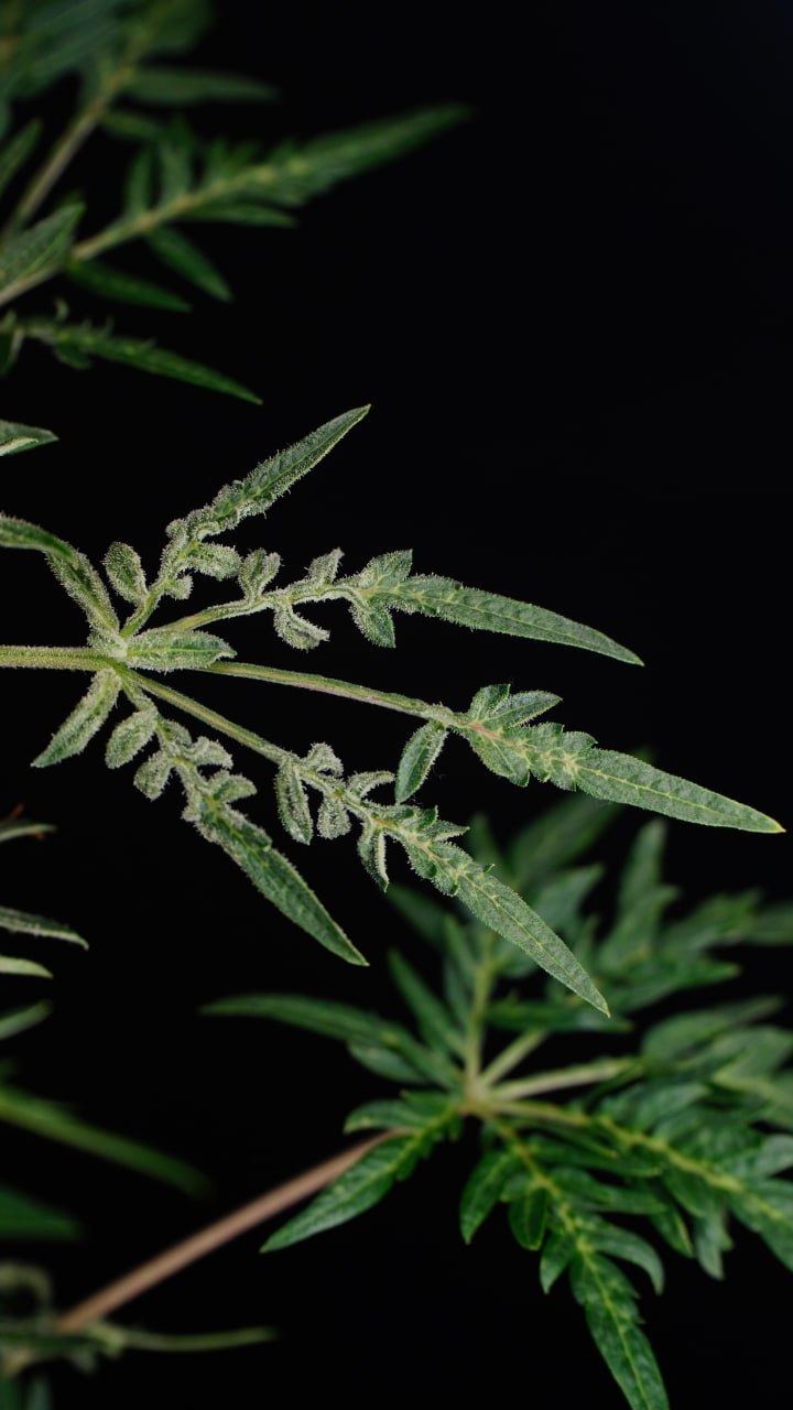 Freaky Ryder leaves showing the Freakshow-type pinnate phenotype