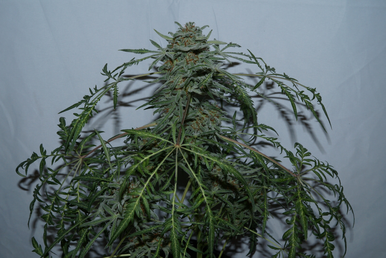 Complete Freaky Ryder F6 regular autoflower plant