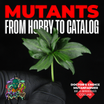 mutant cannabis strains, Doctor's Choice x mutantfarmer collab