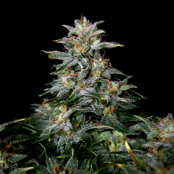 Lowryder regular autoflower seeds