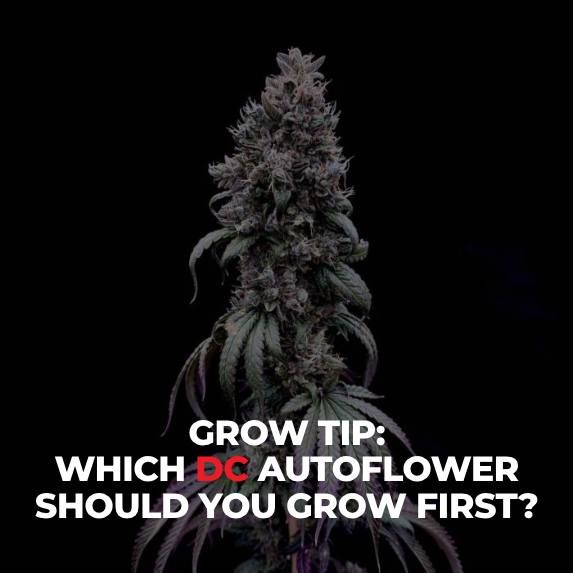 Which Doctor’s Choice Autoflowers Should You Grow First?