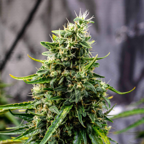 Rock Machine autoflowering feminized