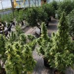 Cannabis plants growing in an indoor greenhouse