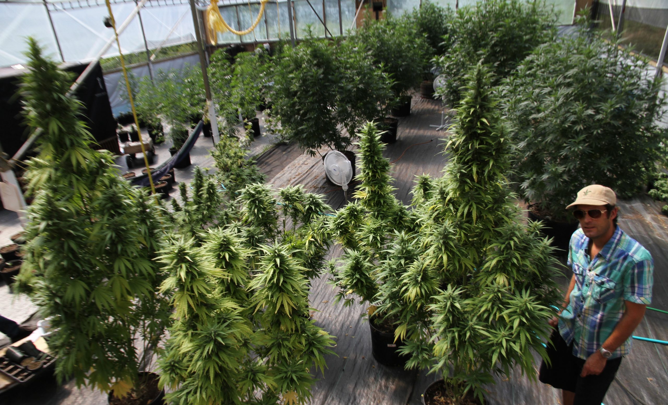 Cannabis plants growing in an indoor greenhouse