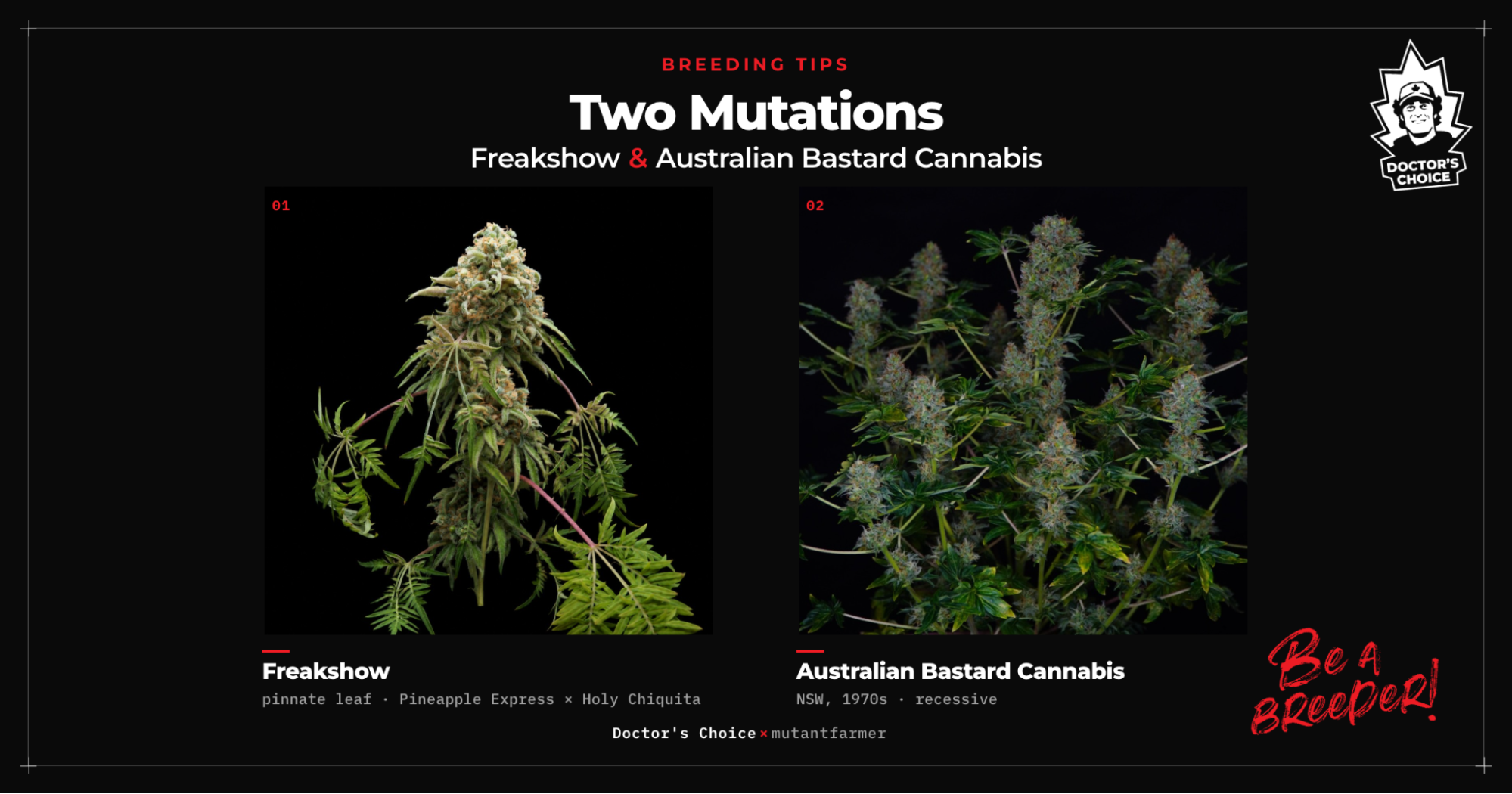 Two Mutations: Freakshow and Australian Bastard Cannabis