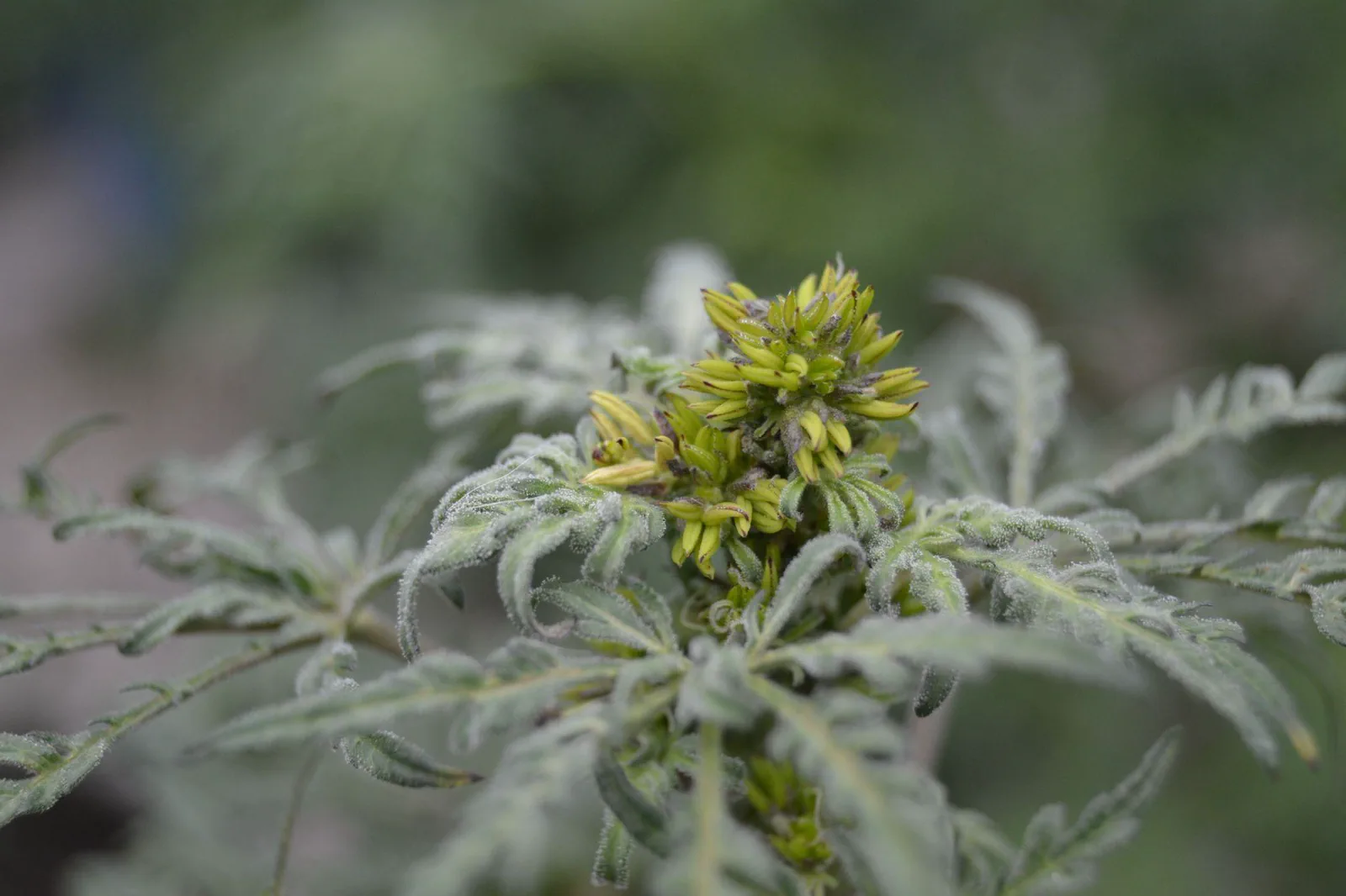 Male Freakshow cannabis plant expressing the fern-leaf mutation