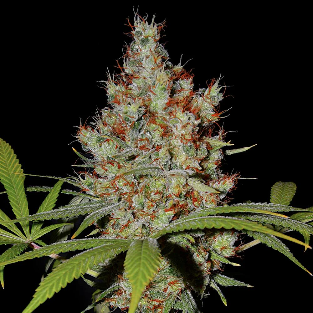 Flowering Pineapple Express cannabis plant used in the original Freakshow cross