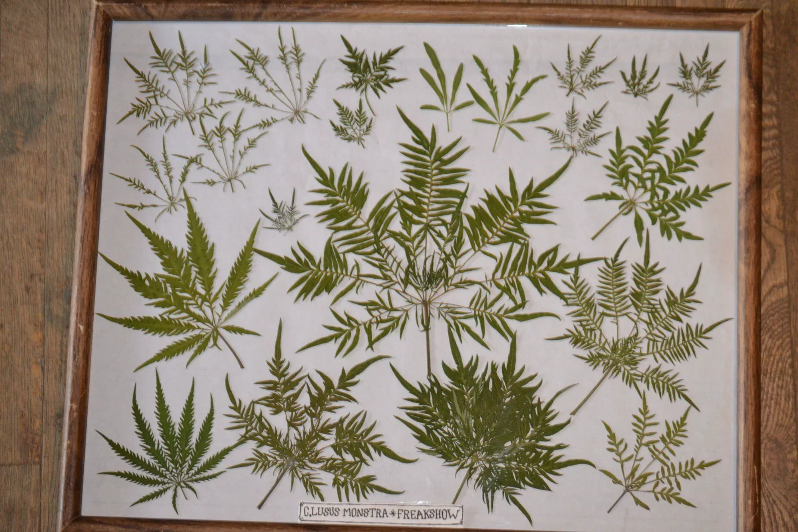 Different cannabis leaf morphologies observed during Freakshow breeding