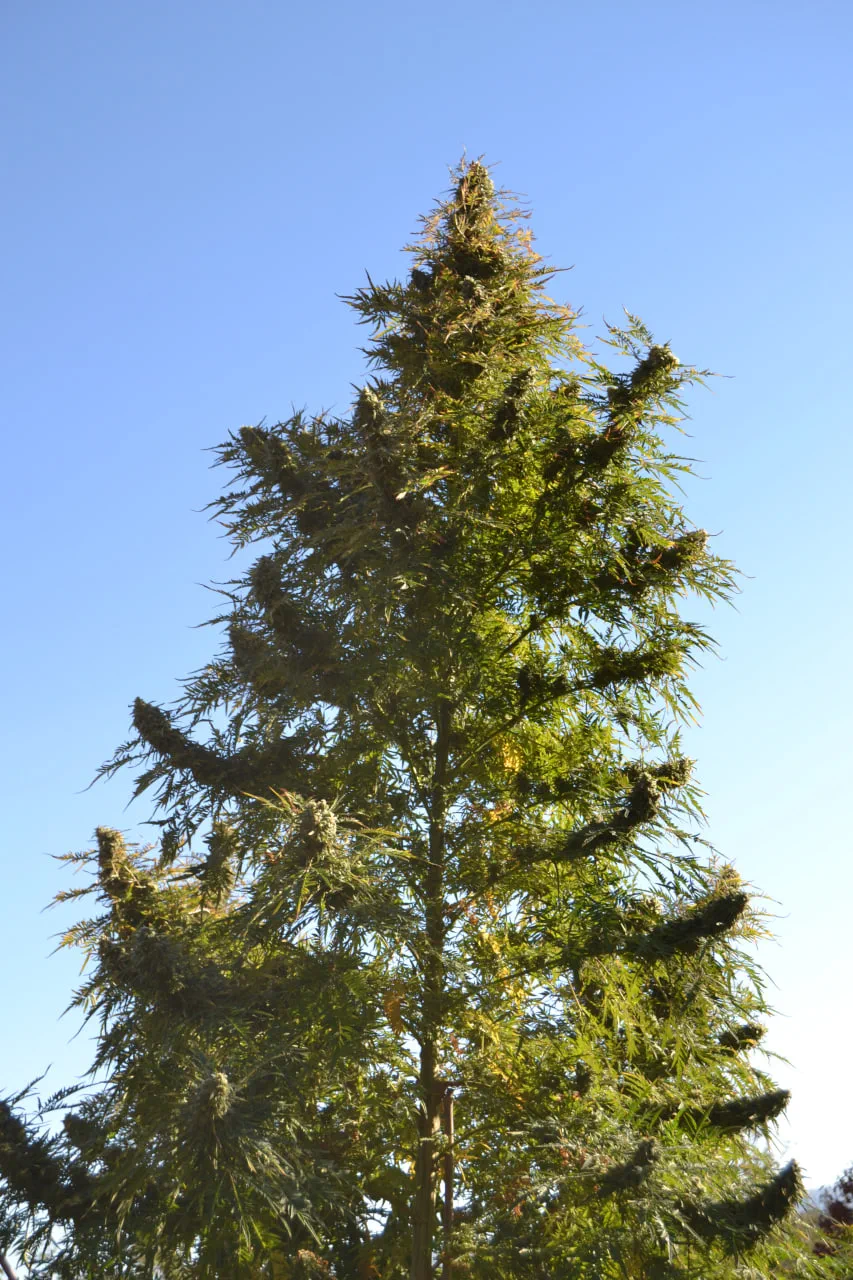 Large outdoor Freakshow cannabis plant with a conifer-like appearance