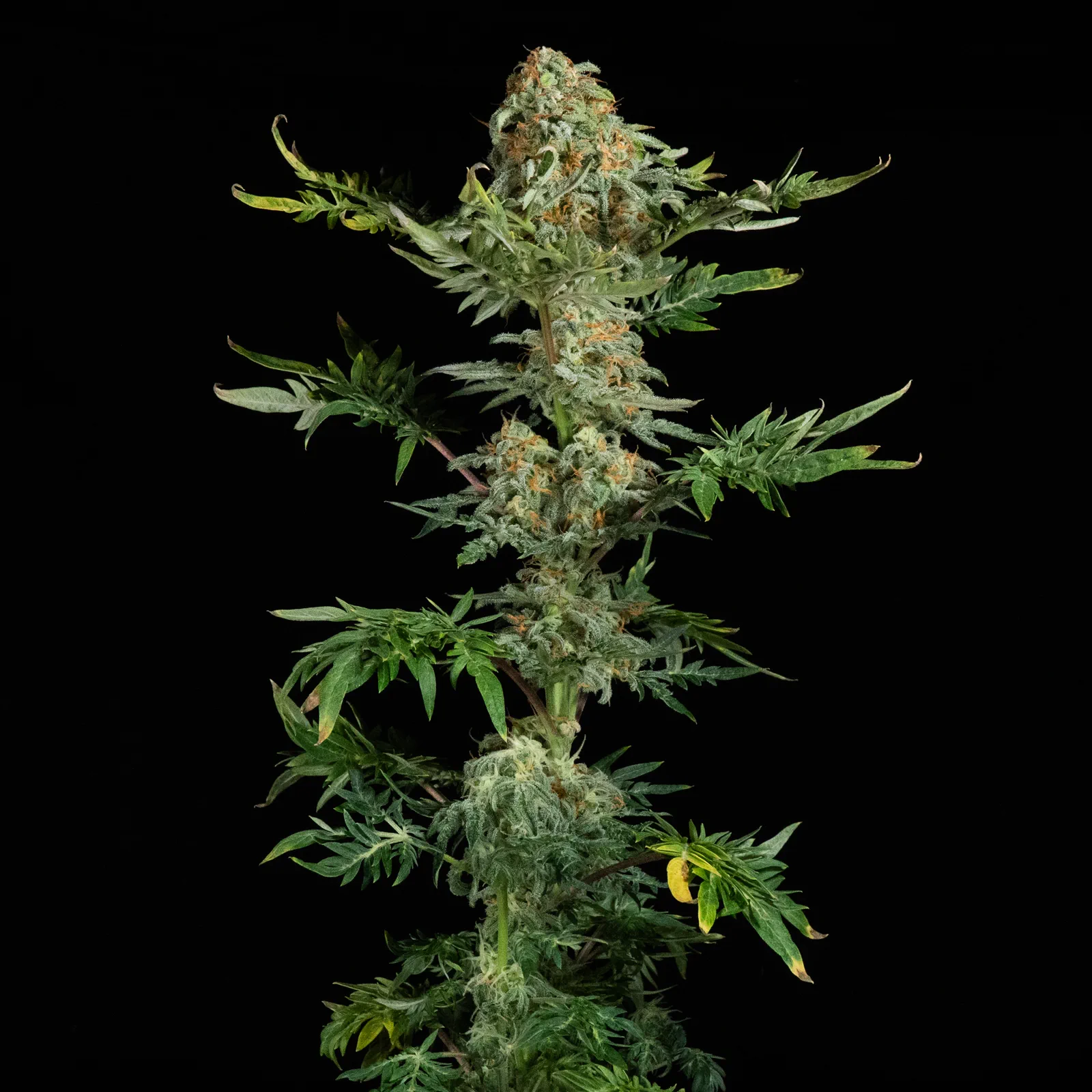 Flowering Freaky Ryder plant expressing the Freakshow fern-leaf trait
