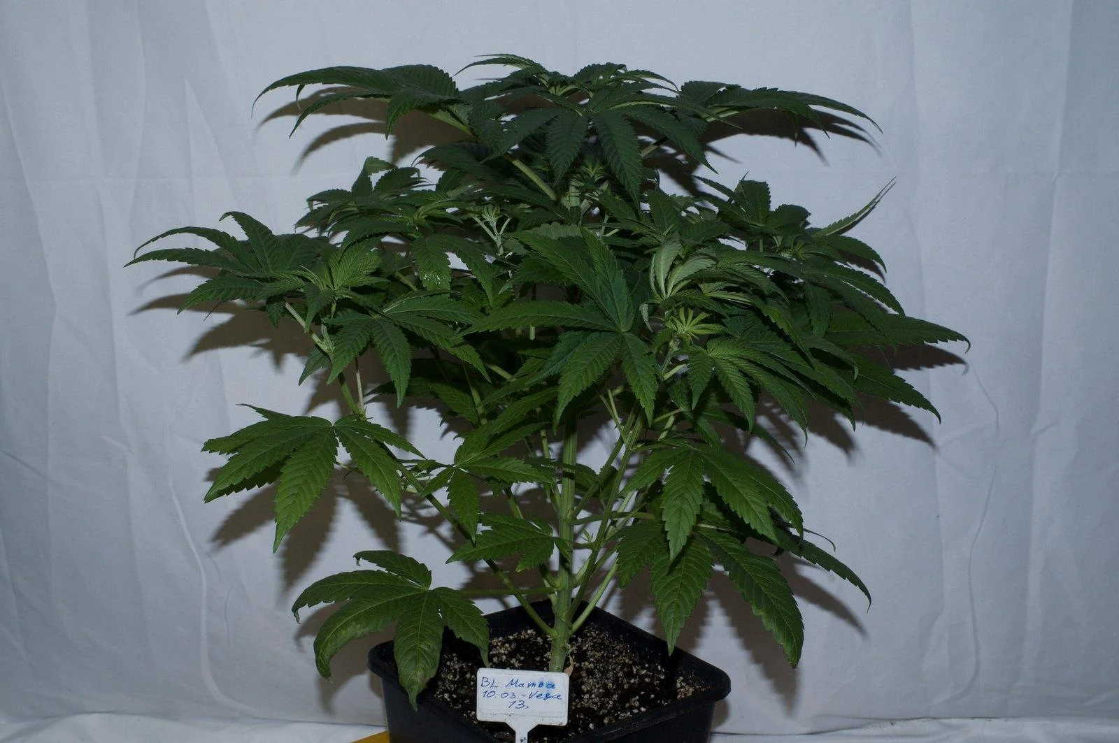 Another Black Mamba #42 plant from the group of twenty