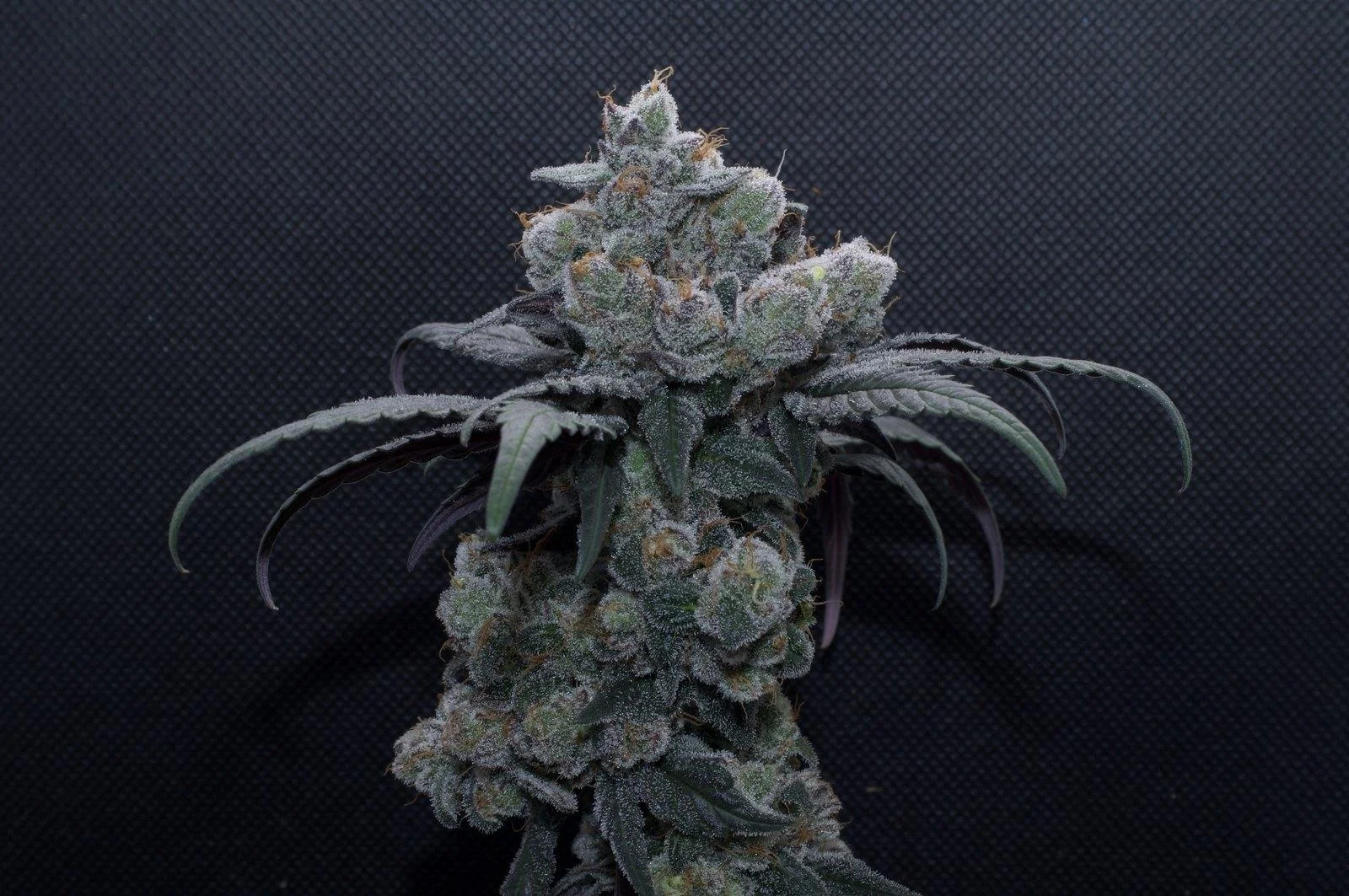 Black Mamba #42 flower photographed against a dark backdrop