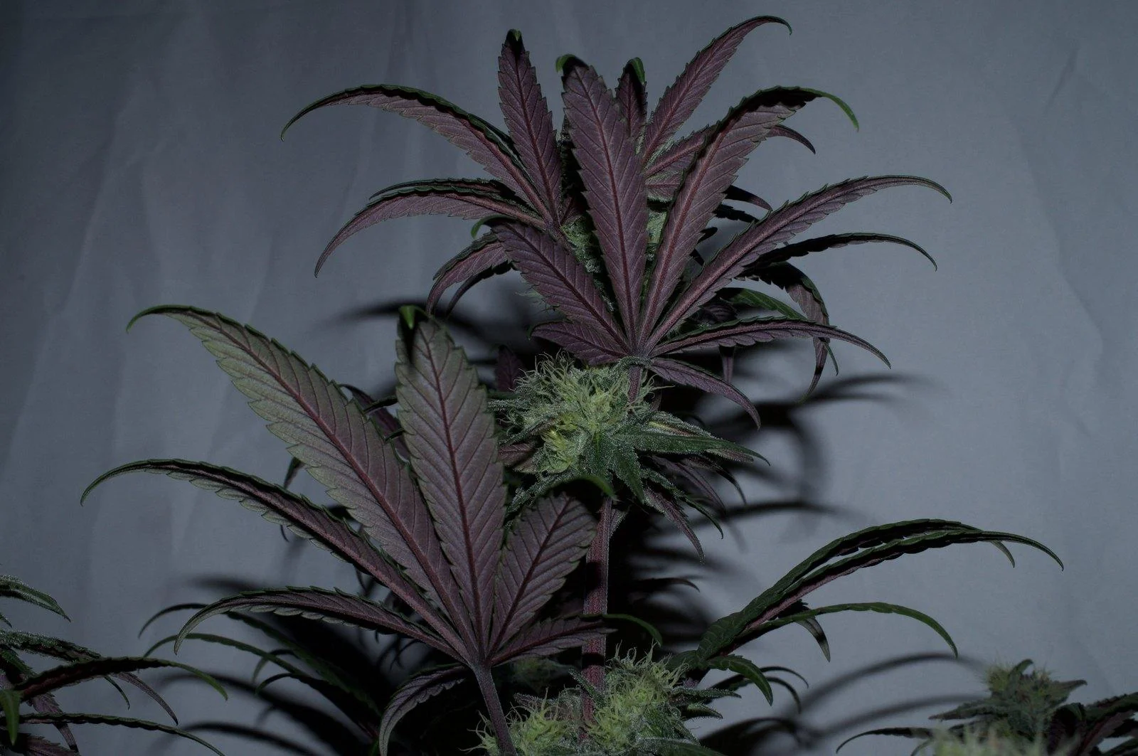 Dark leaves around a flowering Black Mamba #42 top