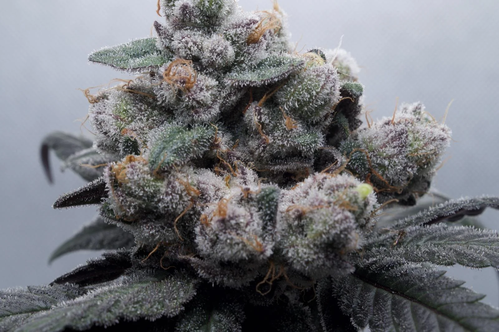 Close-up of a Black Mamba #42 flower