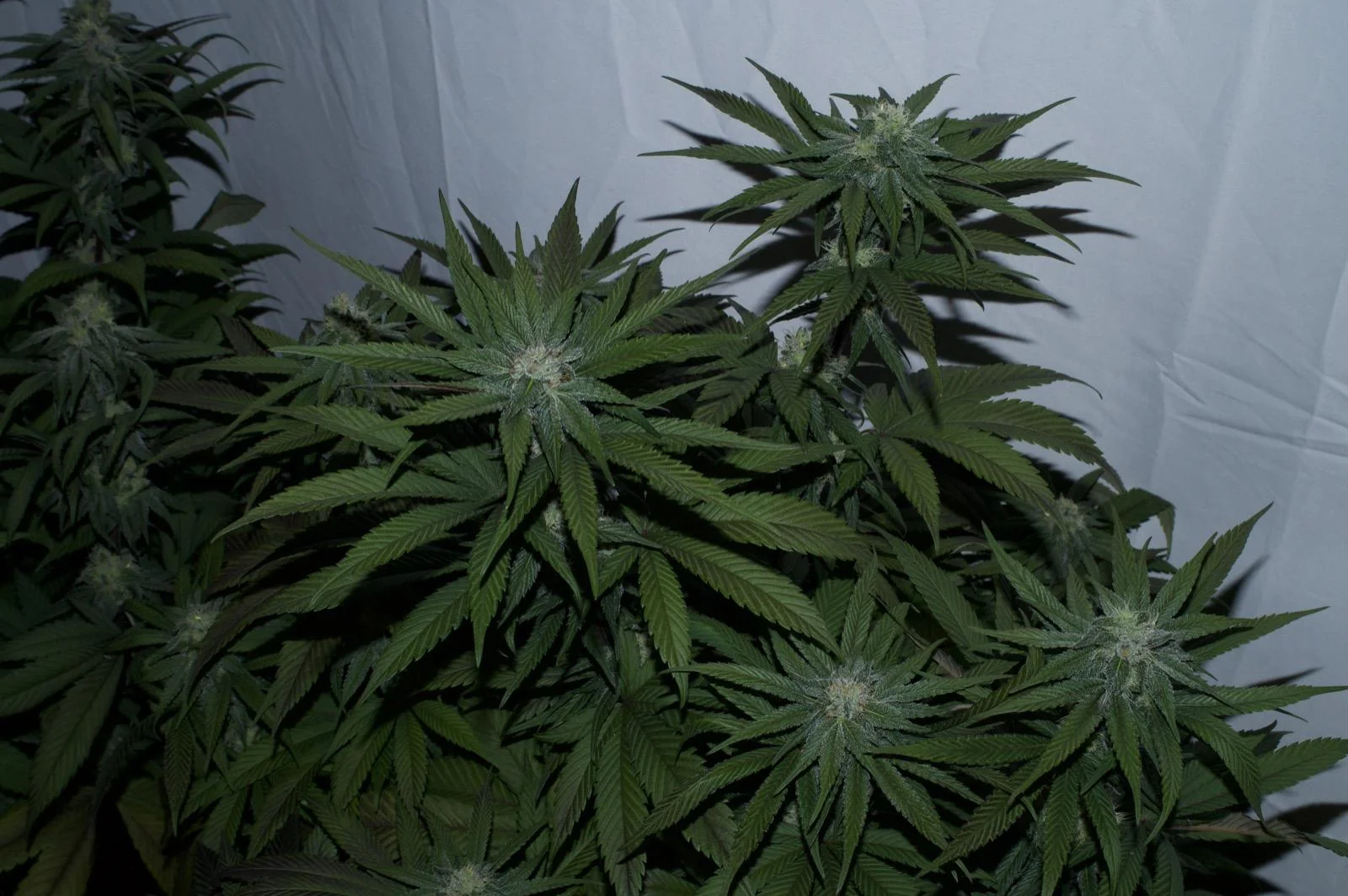 Black Mamba #42 flowering after pollination