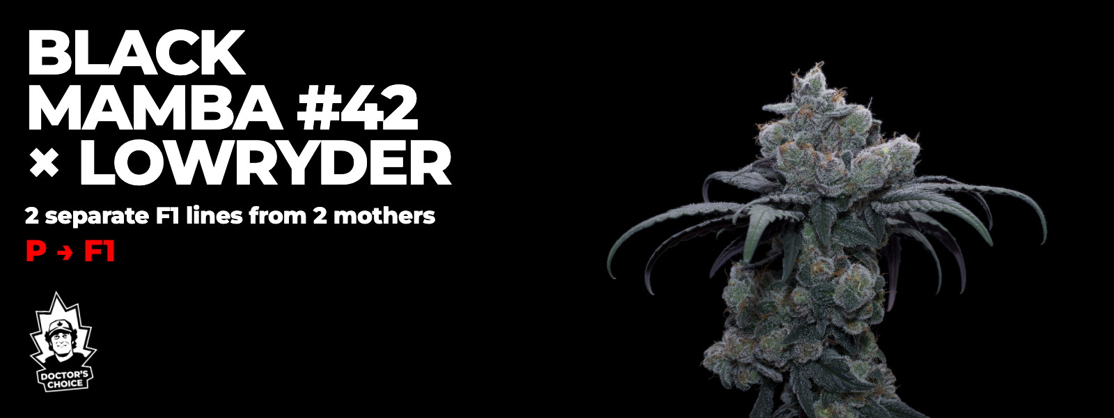 Black Mamba #42 × Lowryder — two separate F1 lines from two mothers