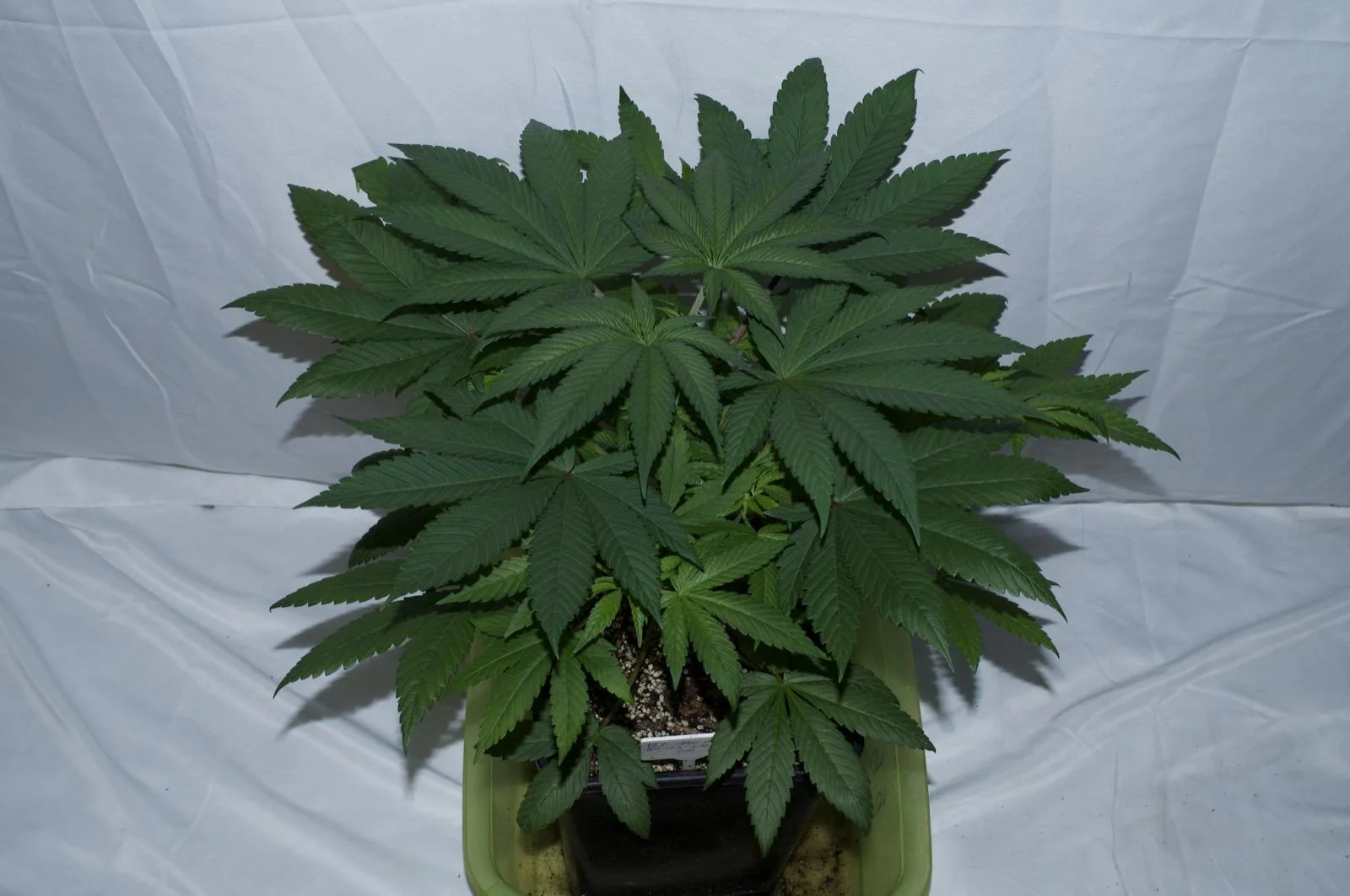 Black Mamba #42 plant during parent selection in late April