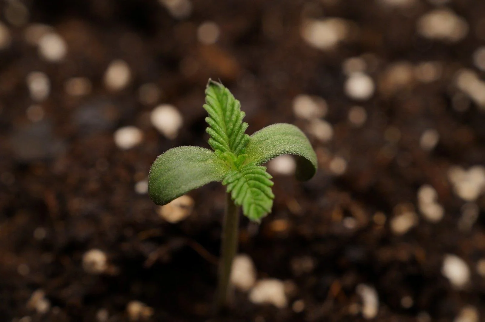 Young Black Mamba #42 seedling in the parent run