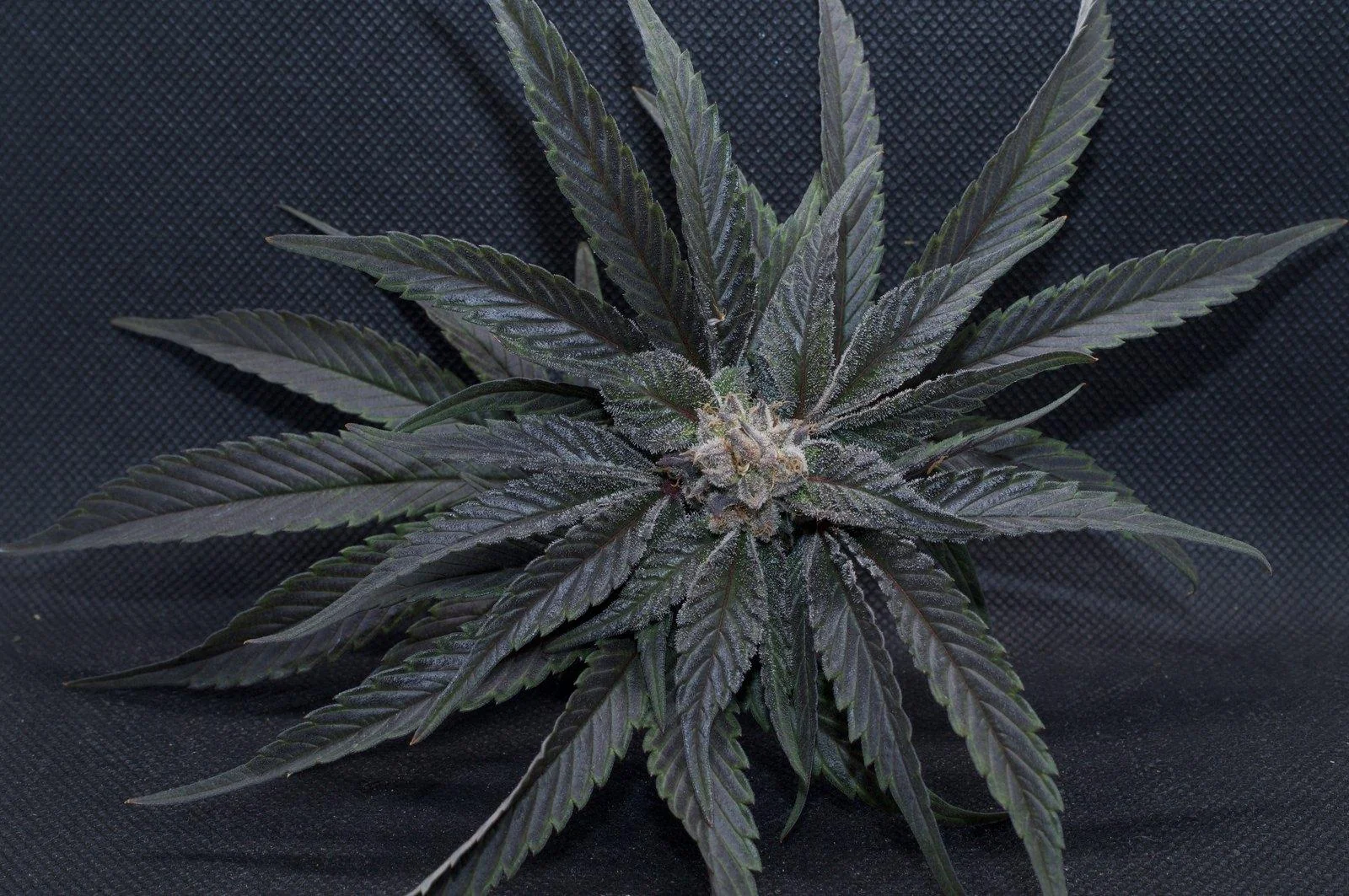 Black Mamba #42 flowering top viewed from above