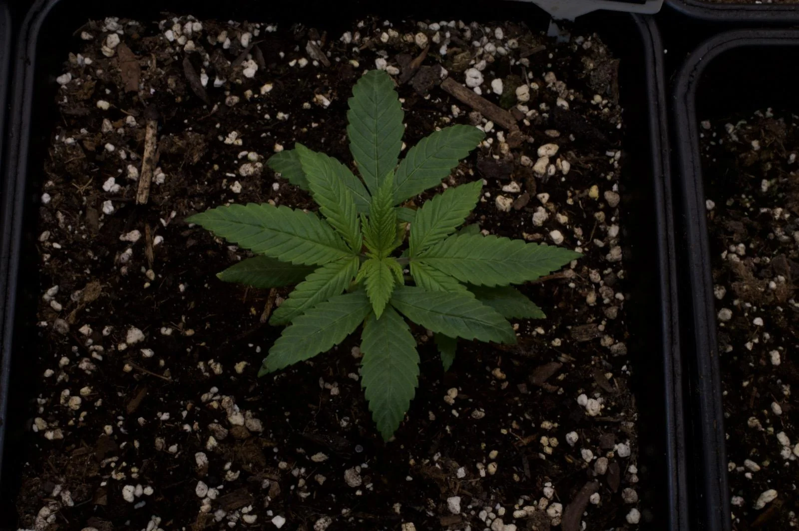 Black Mamba #42 plant viewed from above during vegetative growth