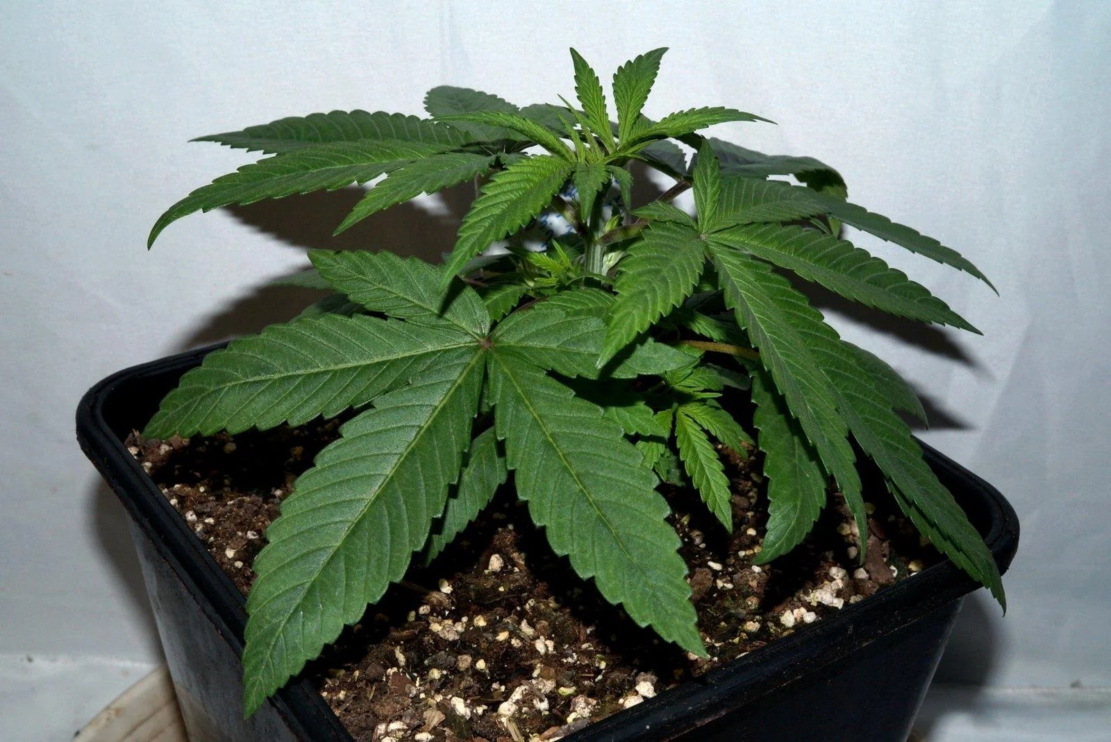 Black Mamba #42 plant viewed from the side during vegetative growth