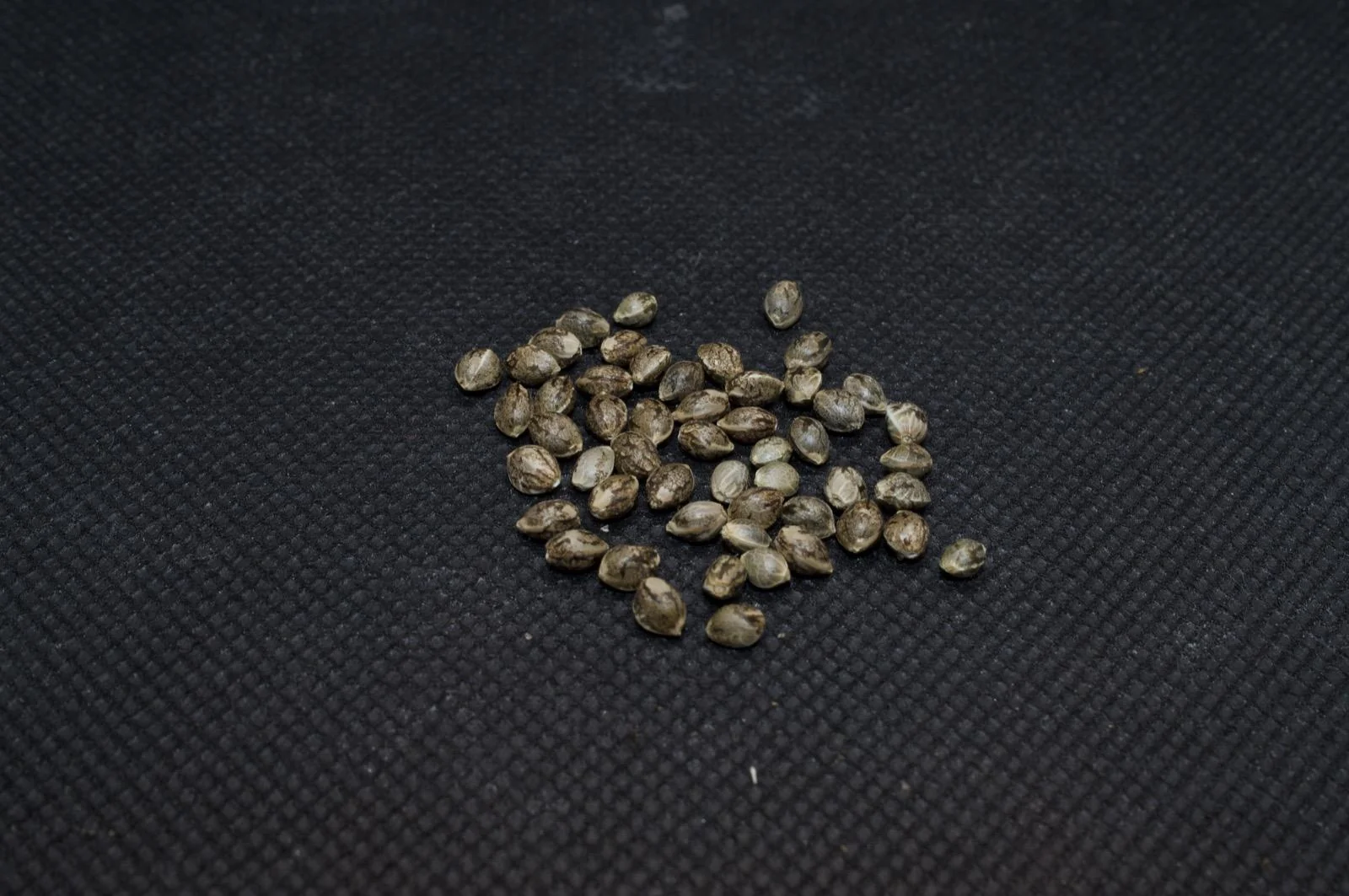 F1 seeds from the Black Mamba #42 and Lowryder cross