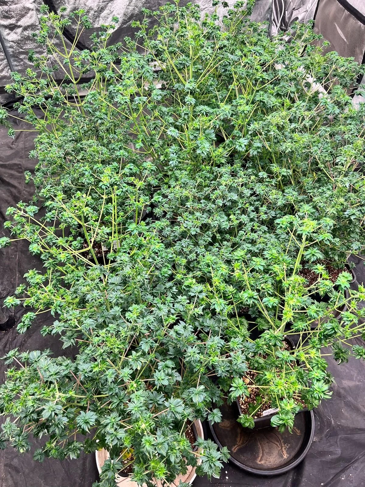 Blueberry Bastard F4 plants growing during selection for Fastberry Bastard