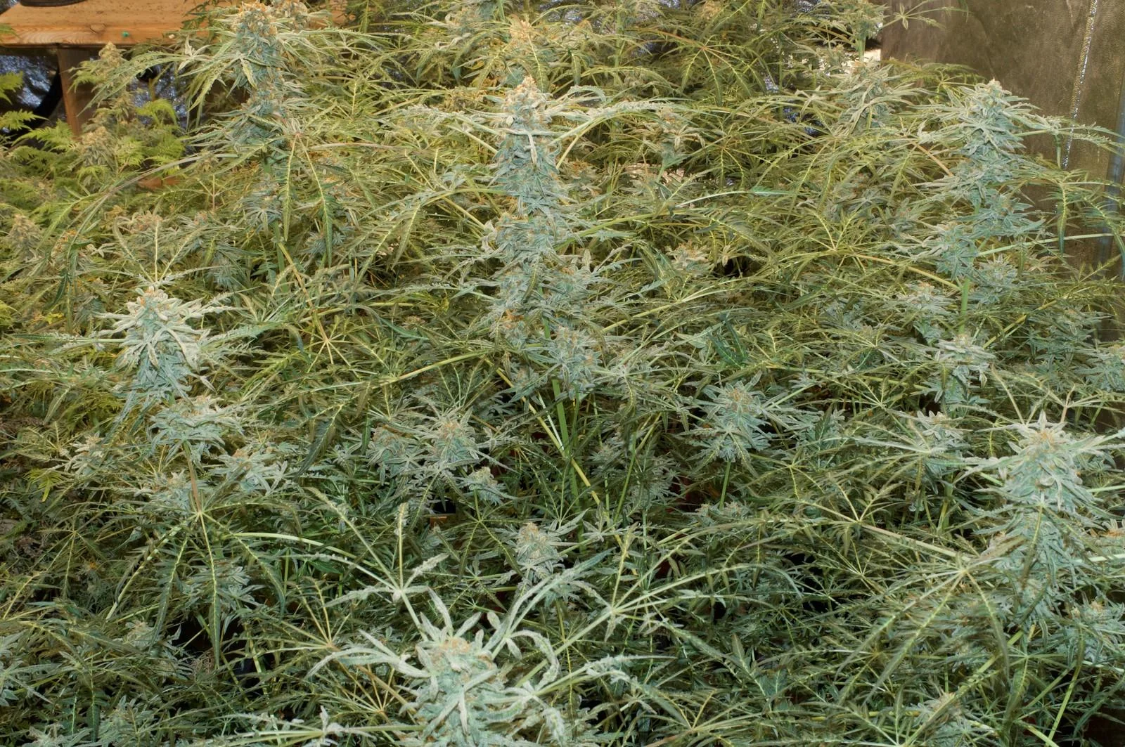 F5 Freaky Ryder plants flowering in the breeding run