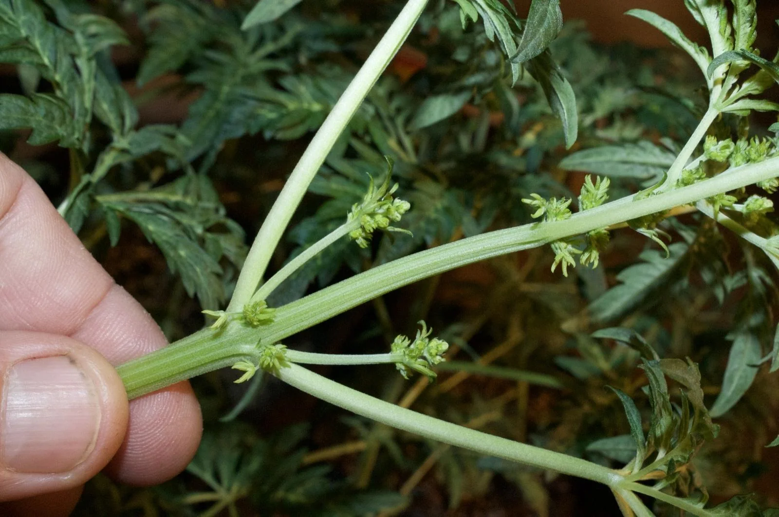 Pollen-bearing flowers used for the feminized Freaky Ryder F6 batch