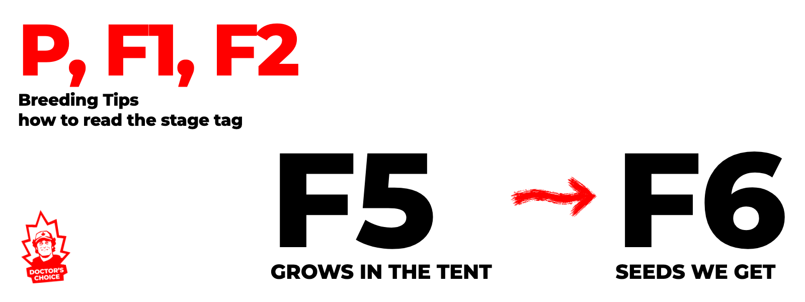 Stage diagram: F5 plants grow in the tent and produce F6 seeds