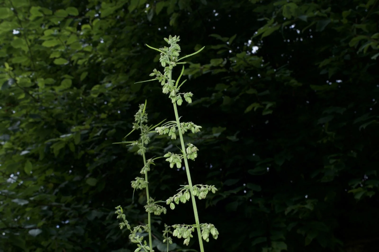 Flowering male Rasol plant selected for the next generation