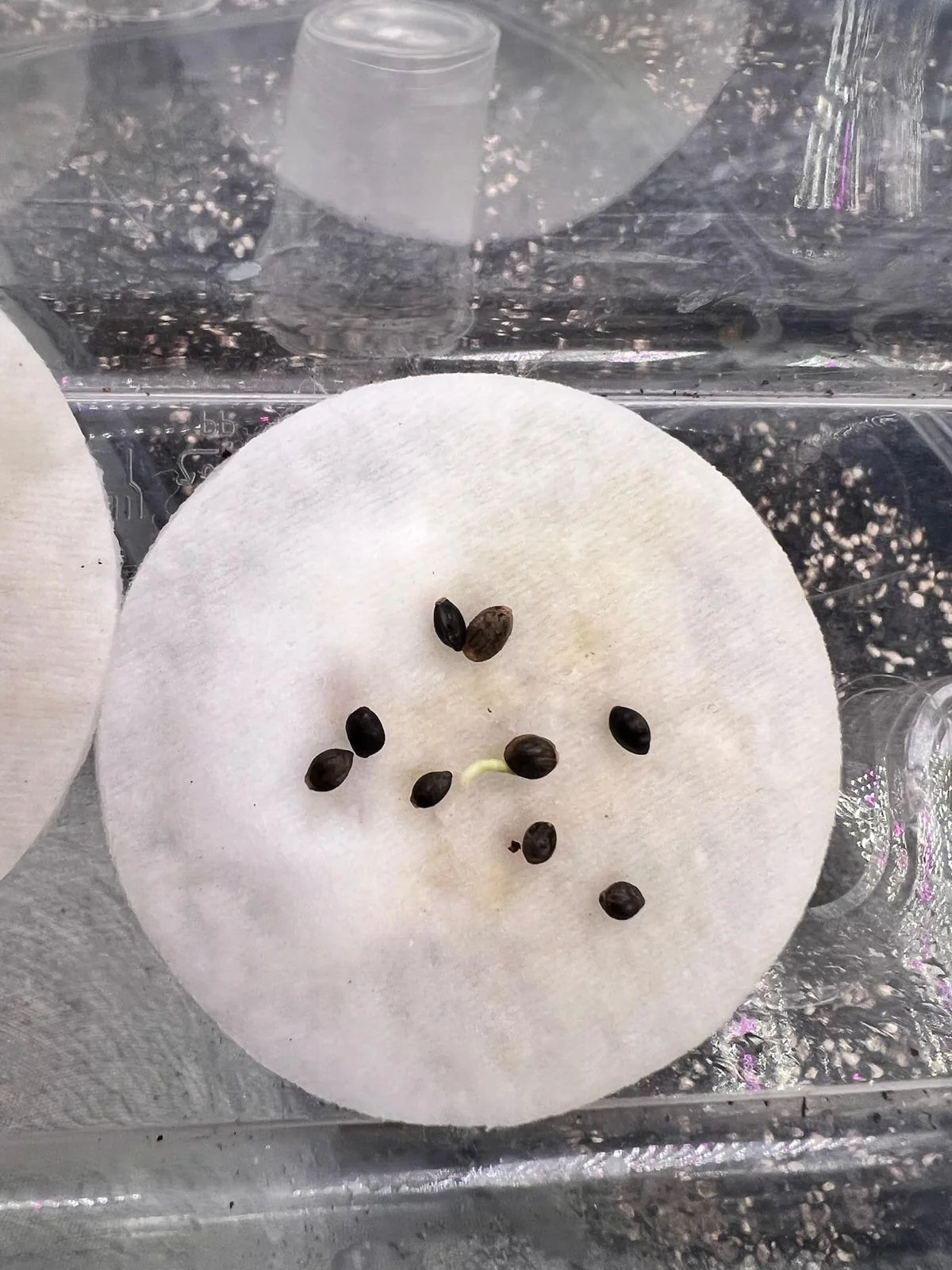 Rasol seeds on a germination pad in February 2026