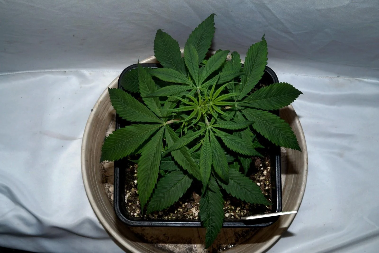 Rasol in vegetative growth indoors in early April 2026